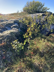 Betula pubescens pumila