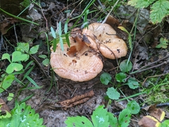 Lactarius