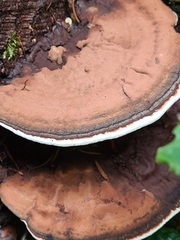 Ganoderma