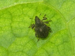 Rhinoncus leucostigma