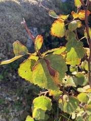 Betula pubescens pumila