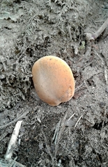 Xerocomellus ripariellus