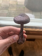 Cortinarius violaceus