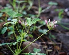 Trifolium pinetorum