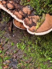 Ganoderma