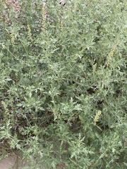 Ambrosia acanthicarpa