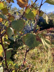 Betula pubescens pumila