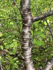 Prunus angustifolia