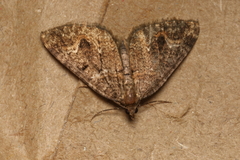 Hydriomena