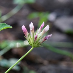 Trifolium pinetorum