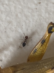 Crematogaster laeviuscula