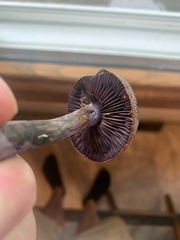 Cortinarius violaceus