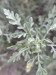 Ambrosia acanthicarpa