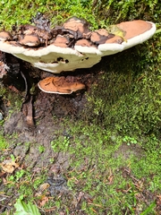 Ganoderma