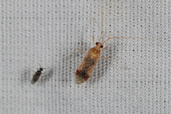 Phytocoris depictus