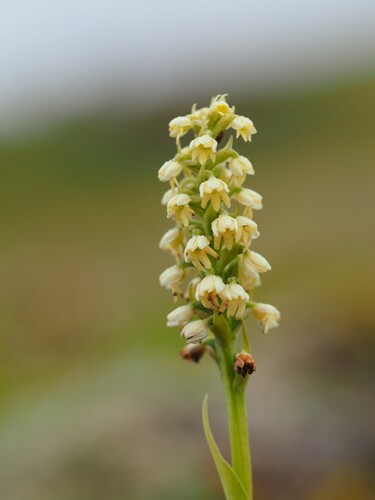 bieloprst belavý (Pseudorchis albida)