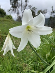Amaryllidaceae