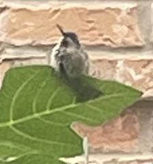 Archilochus alexandri