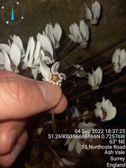 Cyclamen hederifolium