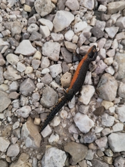 Ichthyosaura alpestris