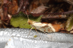 Sabatinca chalcophanes