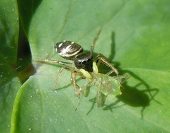Salticidae