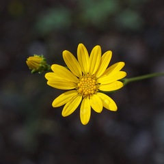 Gutierrezia wrightii