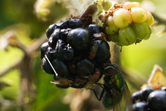 Drosophilidae