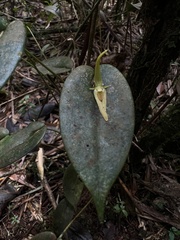 Pleurothallis