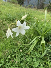 Amaryllidaceae