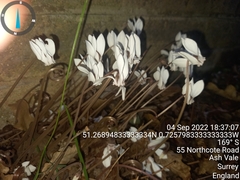 Cyclamen hederifolium