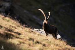 Capra ibex