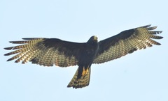 Buteo albonotatus