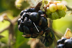 Drosophilidae
