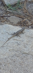 Sceloporus graciosus vandenburgianus