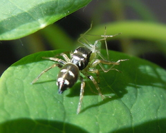 Salticidae