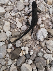 Ichthyosaura alpestris