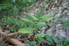 Polygonatum latifolium