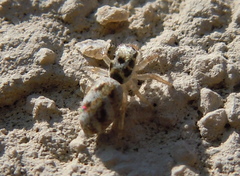 Salticidae