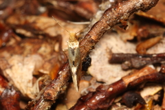 Sabatinca chalcophanes