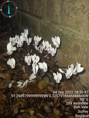 Cyclamen hederifolium