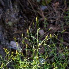 Bidens heterosperma