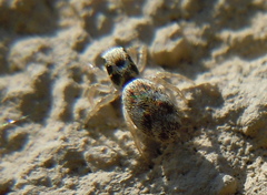 Salticidae
