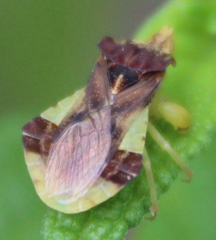 Phymata pennsylvanica