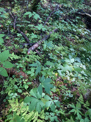 Sanicula marilandica