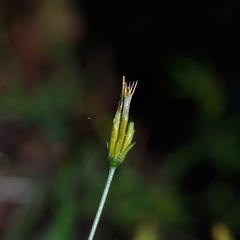 Bidens heterosperma