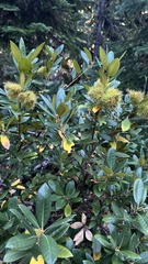 Chrysolepis chrysophylla