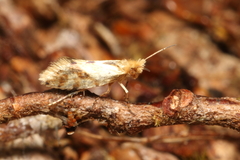 Sabatinca chalcophanes