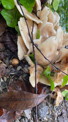 Hohenbuehelia petaloides