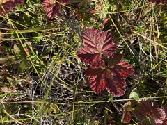 Rubus chamaemorus